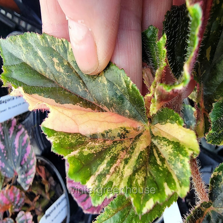Begonia ginny galaxy /ベゴニア ジニー ギャラクシー④ Begonia 'Ginny Galaxy' 4