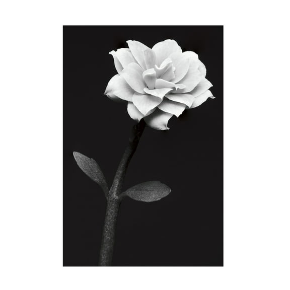 Canvas Wall Art - Anders Kustas 'White Flower' Wall Art for Living Room, Bedroom, or Office Décor by Trademark Fine Art - 12 x 19 Inches