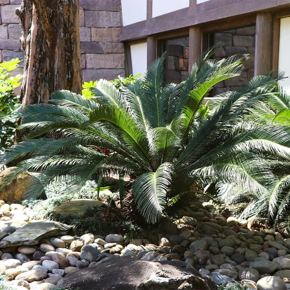 Brighter Blooms - Sago Palm Tree, 3 gal - No Shipping to AK, AZ, HI