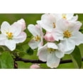 thumbnail image 6 of 25 Seeds ANTONOVKA APPLE TREE Malus Pumila var. Antonovka Yellow Green Fruit Pink White Flower Seeds, 6 of 10