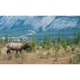 thumbnail image 2 of Archer, Ken 24x16 White Modern Wood Framed Museum Art Print Titled - Bull elk in the Rockies, 2 of 4