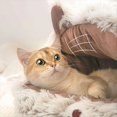 thumbnail image 4 of Cama para Gatos, Cueva Cubierta, para Gatos, Cama para Perros Pequeños, Cálido Antideslizante, Suministros para Mascotas para el Invierno, Gatitos, Cachorros, Balcón A, 4 of 7