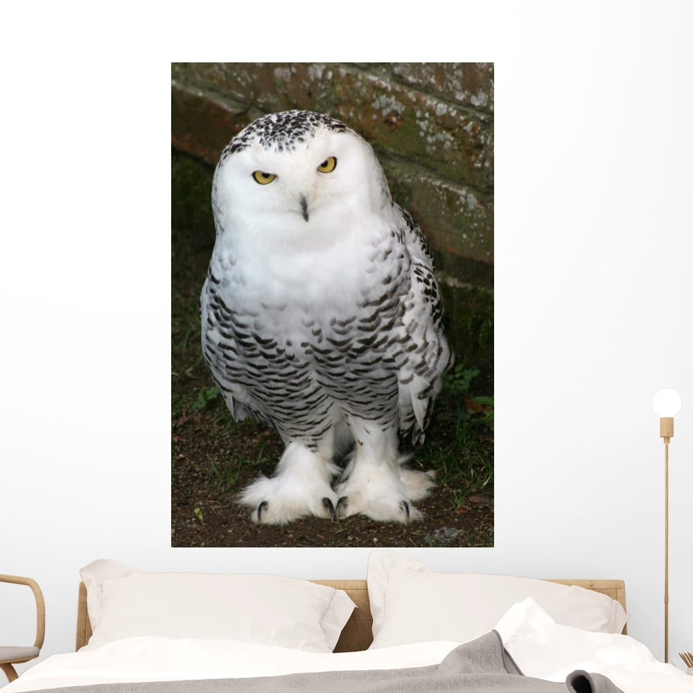 Snowy Owl Wall Mural by Wallmonkeys Peel and Stick Graphic (48 in H x