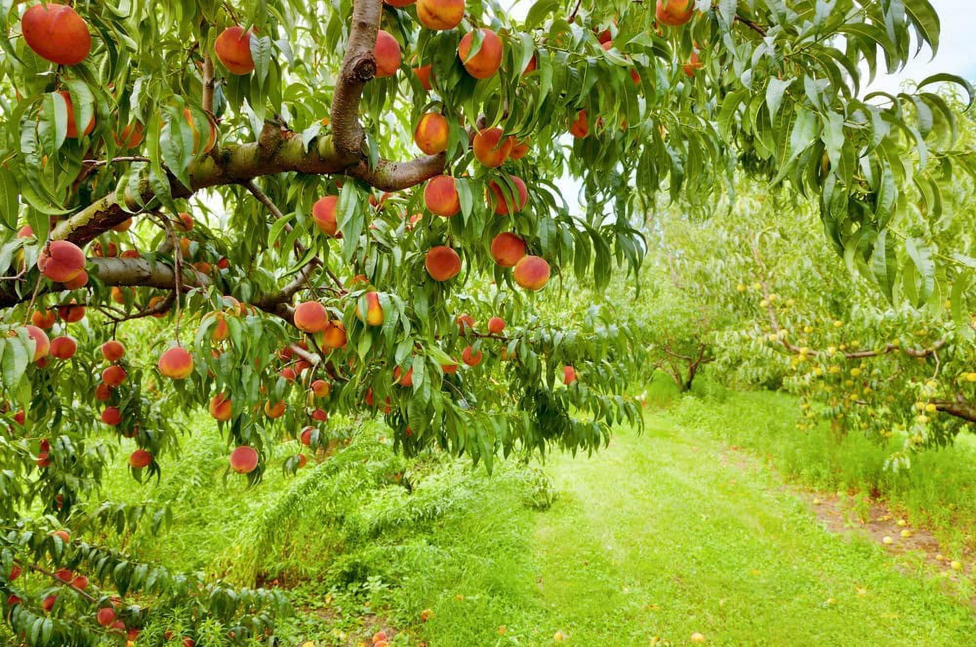 Peach Tree Seeds Sweet Peaches Peach Heirloom Organic - TonySeeds