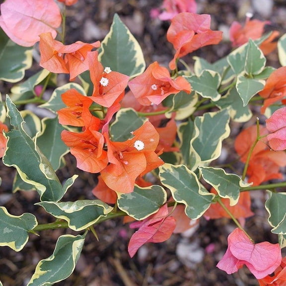 RedCrocus Bougainvillea Teepee Orange Variegated Foliage - Climbing Shrub for Gardens & Containers  1 Gallon Pot