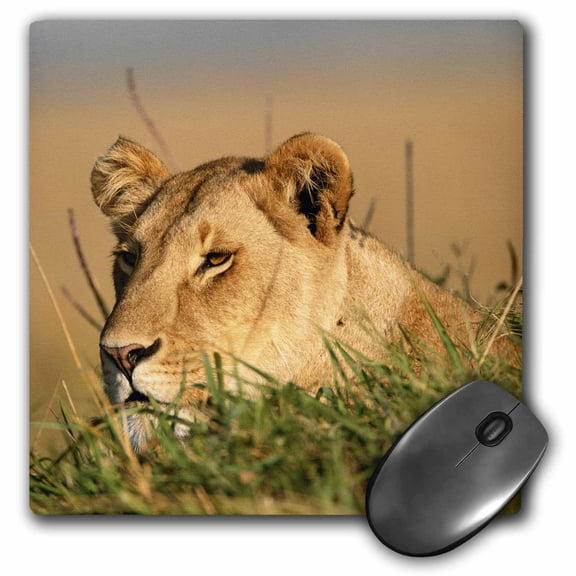 3dRose, Kenya, Maasai Mara National Reserve, Female Lion, Panthera Leo., MousePad