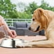 thumbnail image 4 of EeaseMX Comedero antideslizante de acero inoxidable para mascotas, para perros y gatos, ideal para el hogar, tienda de suministros para mascotas (base de 26 cm, plateado), 4 of 8