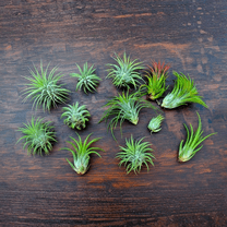 Pack of 12 Air Plants Live, Live Air Plant Indoor, Assorted Tillandsia Plants, Vibrant Colors, 2 - 3 Inc Long, Tillandsia Seedlings for Indoor Outdoor Growing