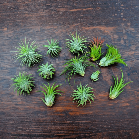 Pack of 12 Air Plants Live, Live Air Plant Indoor, Assorted Tillandsia Plants, Vibrant Colors, 2 - 3 Inc Long, Tillandsia Seedlings for Indoor Outdoor Growing