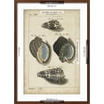 thumbnail image 5 of Art.com Vintage Shell Study III Art Print by Martini, Brown Frame Wall Art, 21" x 29", 5 of 5