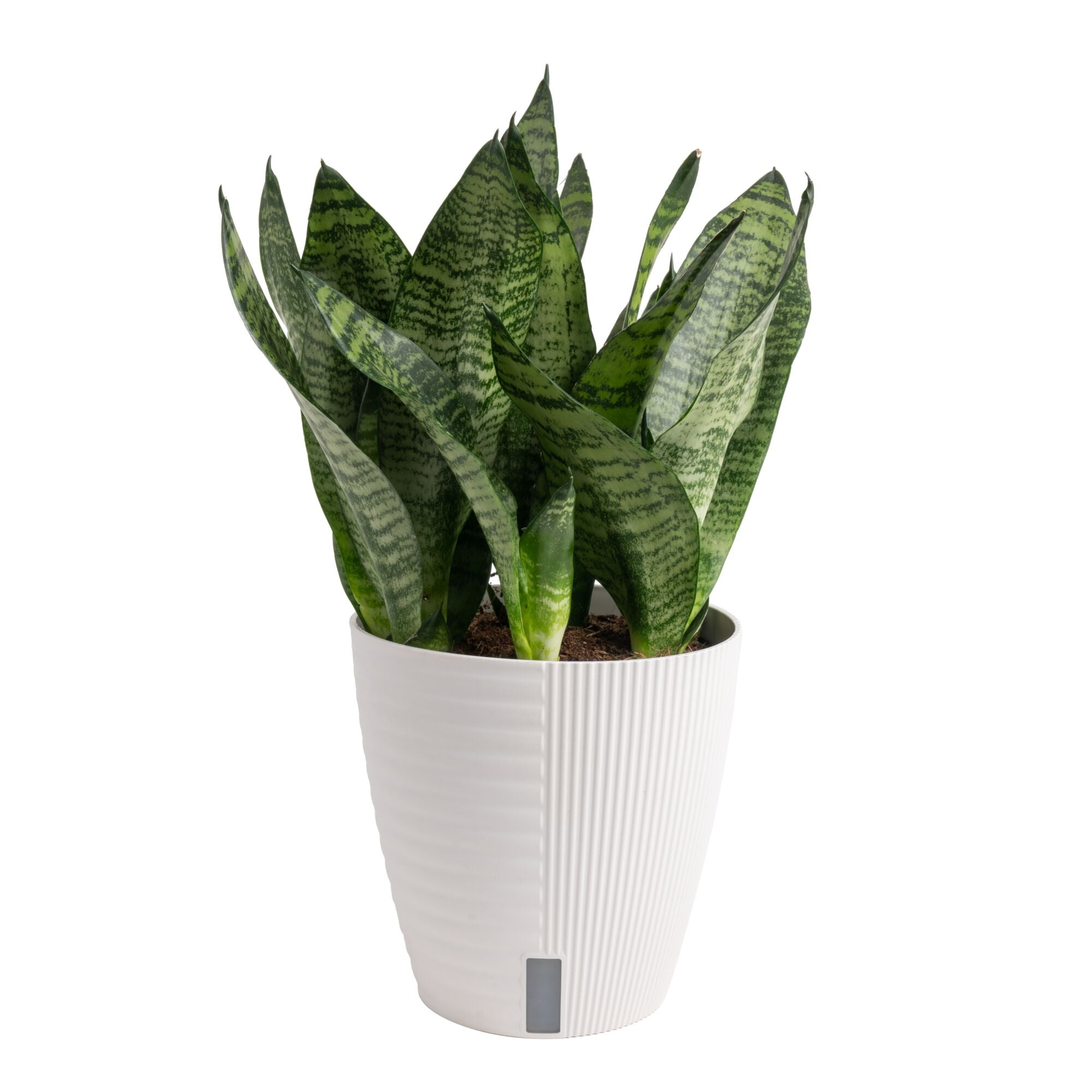 Costa Farms 12-18" Tall Snake Plant Zeylanica Bright Indirect Sunlight, Indoor House Plants