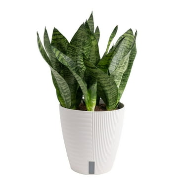 Costa Farms 12-18" Tall Snake Plant Zeylanica Bright Indirect Sunlight, Indoor House Plants