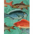 thumbnail image 2 of Grey, Jace 12x14 Gold Ornate Wood Framed with Double Matting Museum Art Print Titled - School OF Fish, 2 of 4