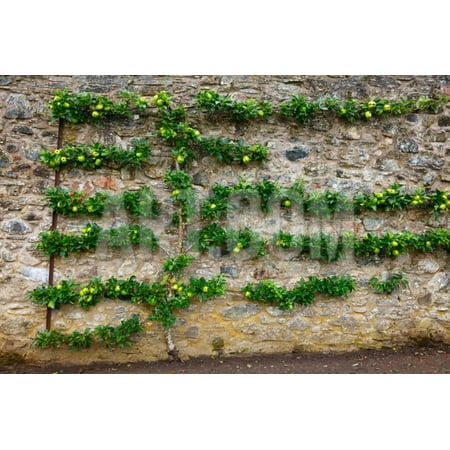 Horizontal Espalier Fruit Tree Trained on Stone Wall Print Wall Art By (Best Fruit Trees To Espalier)