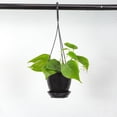 thumbnail image 2 of Live Green Philodendron Plant - 4" Hanging Pot - Black, 2 of 5