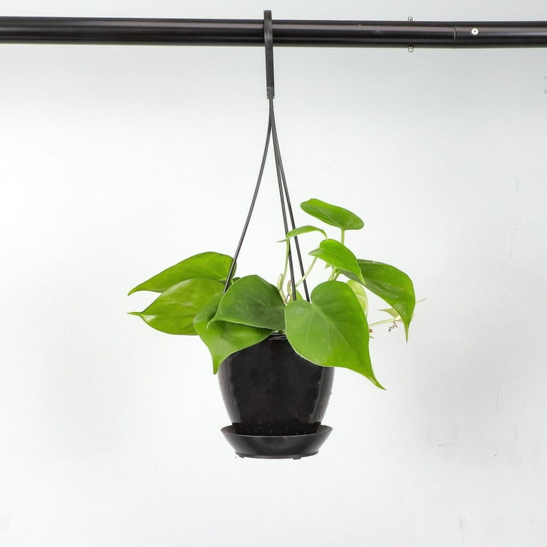 Live Green Philodendron Plant - 4" Hanging Pot - Black