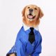 thumbnail image 4 of Gato perro collar pajarita ajustable algodón mascota Formal corbata para fiesta de boda Tmvgtek Oficina Multiescena Multifunción, 4 of 6