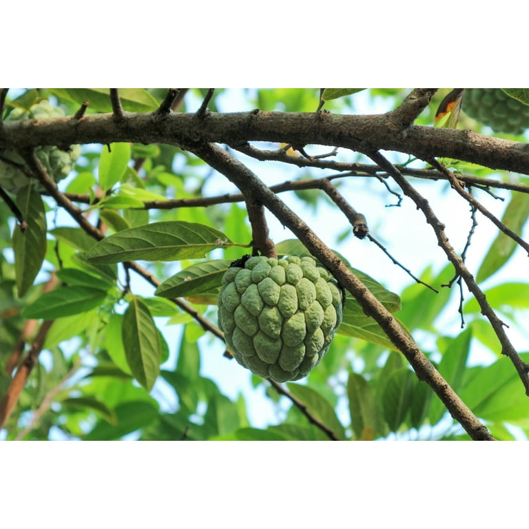 Annona Fruit