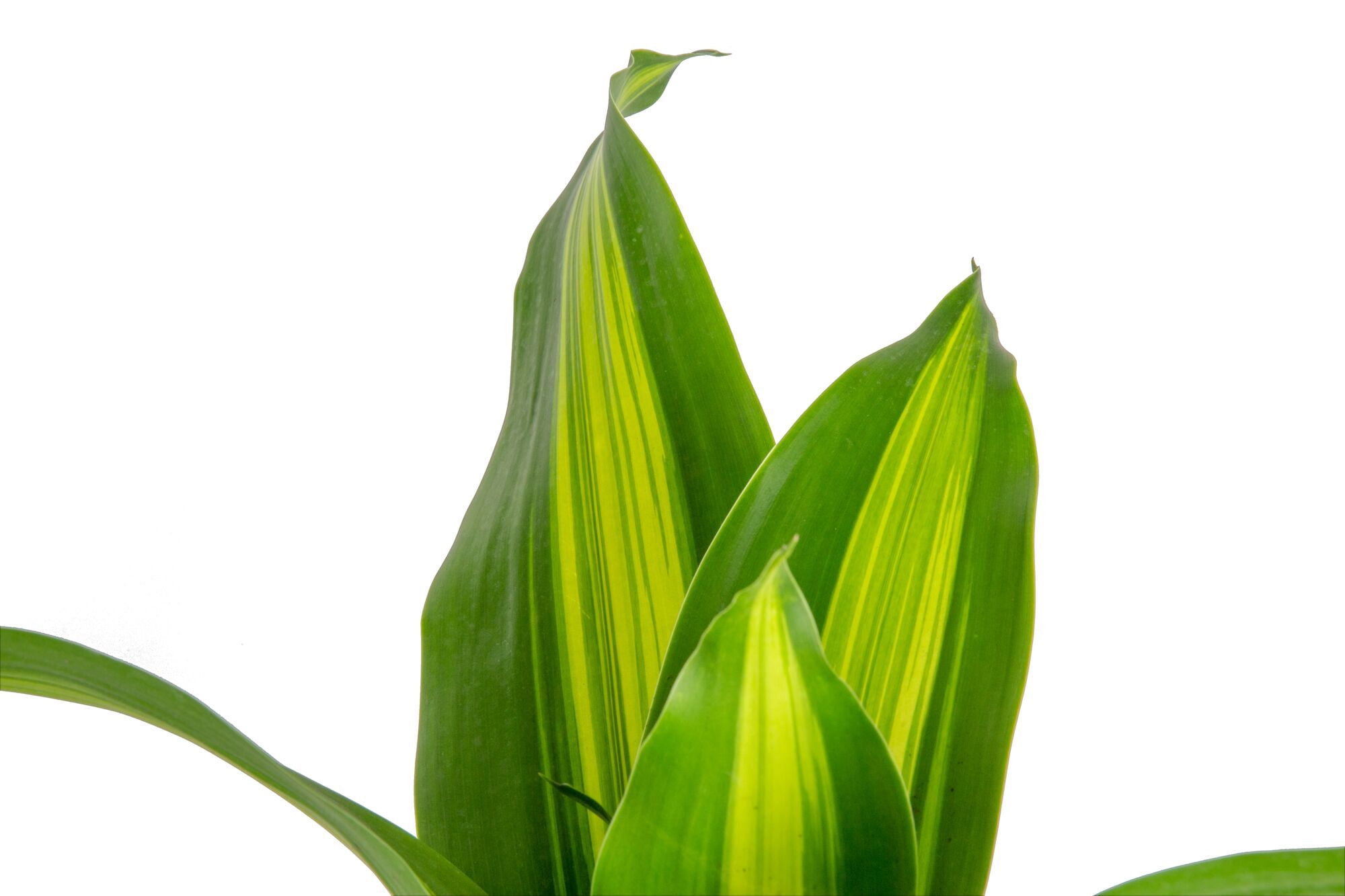 Plants with Benefits by Costa Farms 15" Foliage Assorted House Plant in 10" Grower Pot