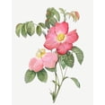 thumbnail image 2 of Redoute, Pierre Joseph 15x18 Black Ornate Wood Framed with Double Matting Museum Art Print Titled - Pink French Rose, Provins Rosebush with Pink and Simple Flowers, 2 of 4