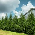 thumbnail image 6 of Thuja Green Giant Trees, 6 of 12