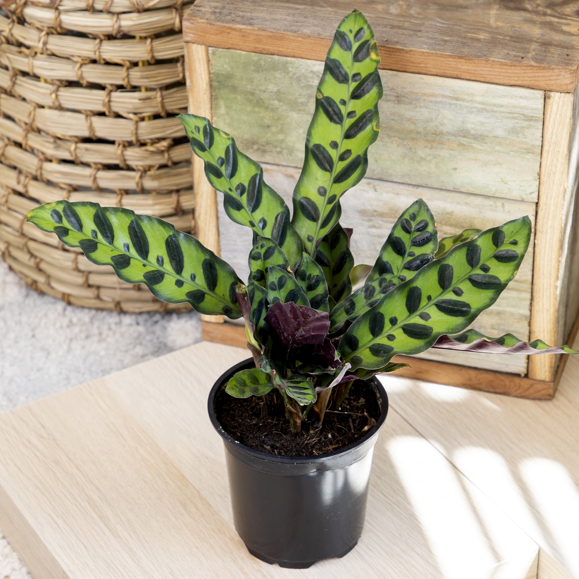 Element Live Calathea Plant Variety Pack, 4.25in Grower Pots, Easy Care, Pet Safe (3 Count)
