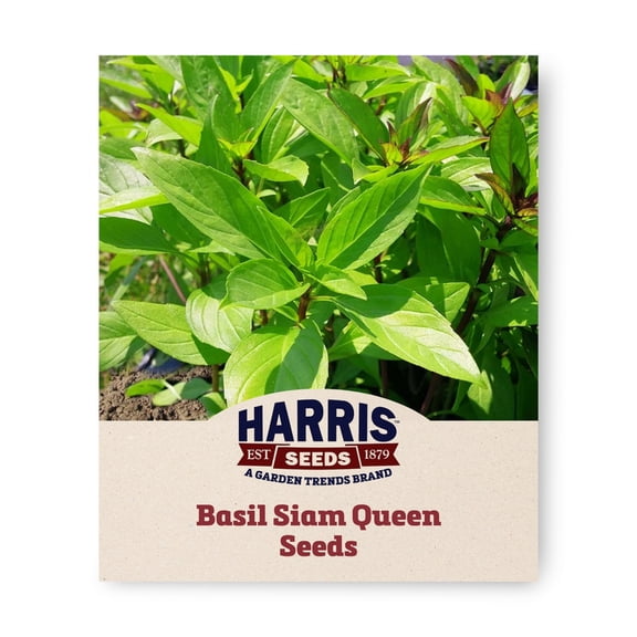Harris Seeds Siam Queen Thai Basil, Sweet and Spicy Herb for Garden and Containers, 100 Count