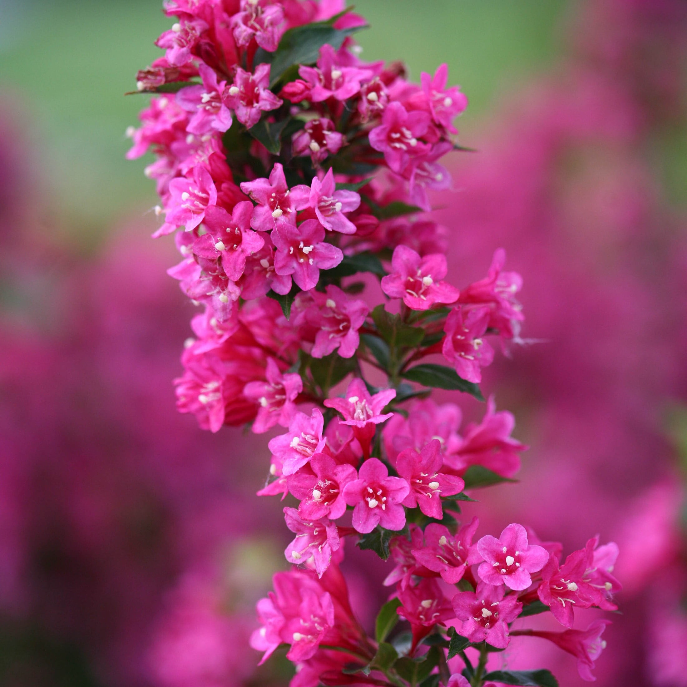 Proven Winners ColorChoice 6" Sonic Bloom Pink Reblooming Weigela Live Plant in 7.5" Pot