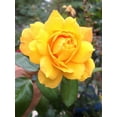 Gold Medal Rose Bush - Live Starter Plant in a 4 Inch Pot - Beautifully ...