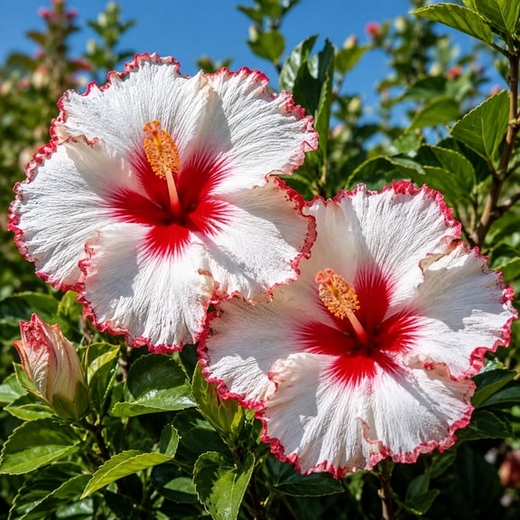 Hibiscus, Low Maintenance- Ideal for Beds Borders, Plant Pots & Planters - Easy Grow