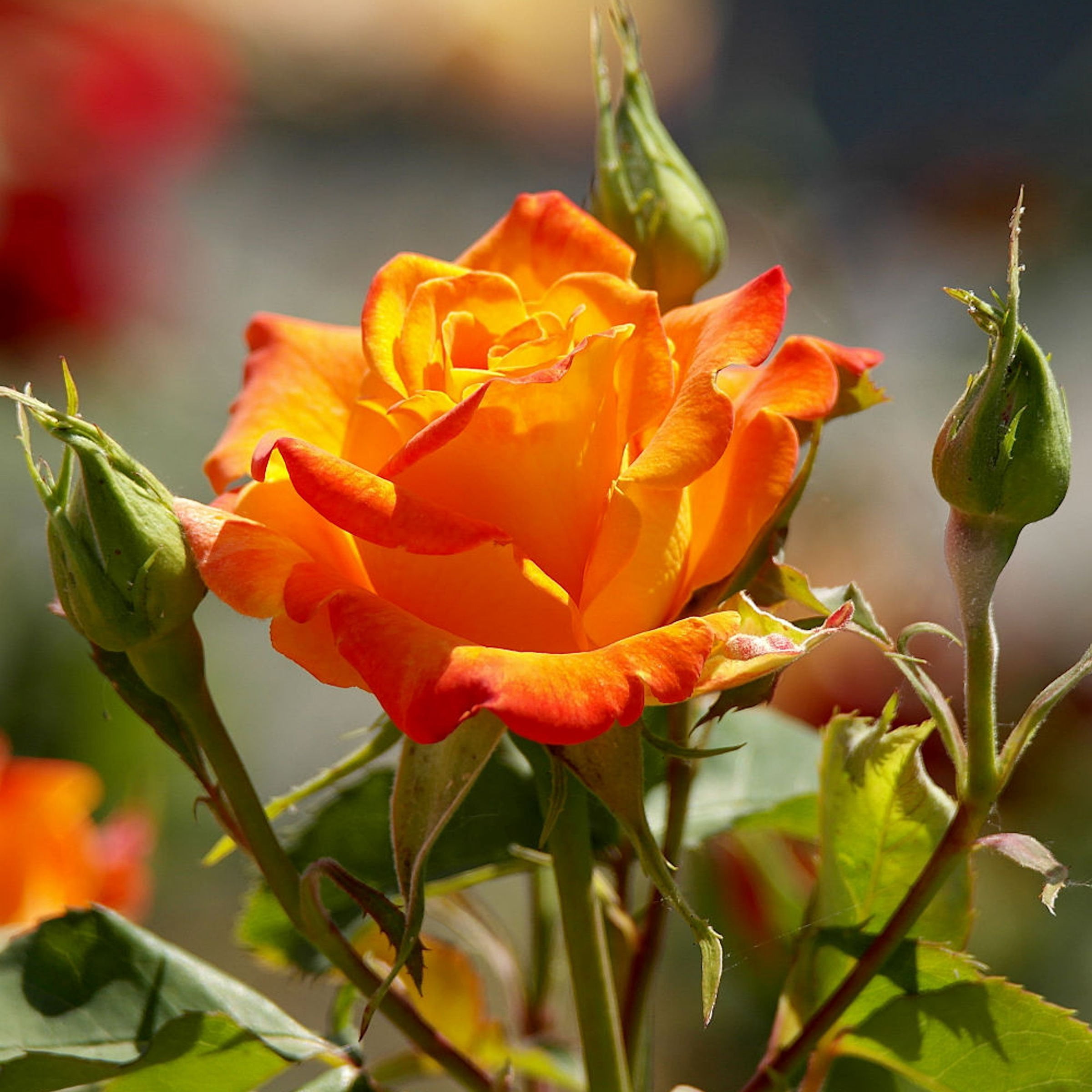 National Plant Network Bare Root Pinata Rose with Multicolor Flowers
