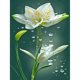 thumbnail image 1 of Diamond Painting 5D DIY Full Round Drill Lilywhites Art Decoración del hogar (A6440) Hugtrwg Para estrenar, 1 of 9