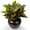 Red, variant on 4Pcs 17.7inch Artificial Halcyon Hosta Perennial Plants Faux Green Dieffenbachia Plant Greenery Aesthetic House Plants Outdoor Shrubs Indoor Office Yard UV Resistant Planter Filler