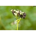 thumbnail image 6 of Organic Whole Grain Buckwheat Flour, 25 Pounds — Non-GMO, Kosher, Raw, Vegan — by Food to Live, 6 of 6