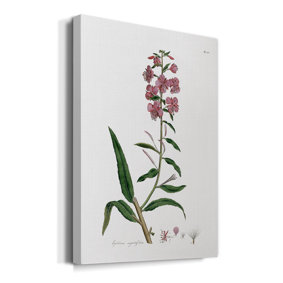 Rose Botanical I Premium Gallery Wrapped Canvas - Ready to Hang