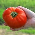 thumbnail image 2 of Tomato Amelia VR F1 Seed, Treated, 500 Seeds, 2 of 3