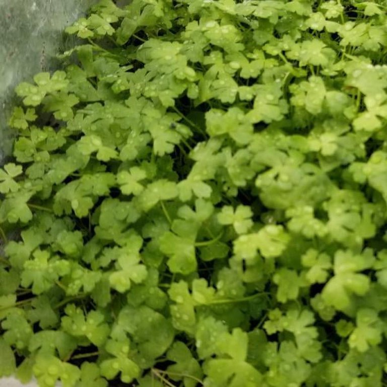 BUY 2 GET 1 FREE Hydrocotyle Tripartita Sp. Japan-easy Live 