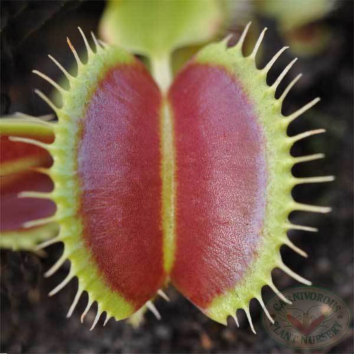 Venus Flytrap - Rocket Farms