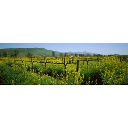 Wild mustard in a vineyard Napa Valley California USA Canvas Art - Panoramic Images (18 x (Best Vineyards To Visit In Napa Valley)