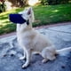 thumbnail image 4 of Reutilizables perro respirable filtro de aire ajustable de la cara del perro bozal respirador para perros grandes y perros pequeños, 4 of 4