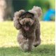 thumbnail image 2 of Capucha de protección solar al aire libre para perros, 2024 Nuevo sombrero de protección solar al aire libre para perros, gorra de béisbol con protección solar para perros, gorra de béisbol para masco, 2 of 7