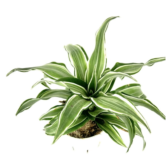 Dracaena Kanzii Air Purifying Houseplant, 4" Pot