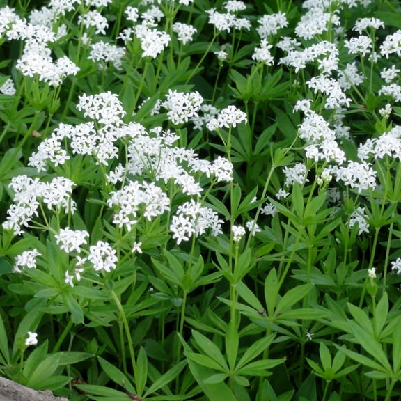 RedCrocus Sweet Woodruff Galium odoratum Fragrant Perennial Groundcover Shade Garden Plant - Easy Care, Pollinator Friendly, Toxic to Pets 1 Gallon