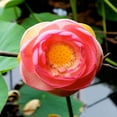 thumbnail image 3 of Rodriguez, Jairo 12x12 Black Modern Framed Museum Art Print Titled - Red Lotus I, 3 of 5