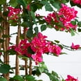 thumbnail image 3 of Nearly Natural 5ft. Artificial Deluxe Bougainvillea Tree, 3 of 7
