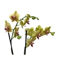 thumbnail image 2 of Orquídea phalaenopsis por pieza, 2 of 4