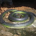 thumbnail image 6 of Realistic Rubber Snake Toy Fake Cobra Snake Model Halloween Prank Prop Garden Bird Deterrent Soft Plastic Scary Snake Party Gag Gift Black Green, 6 of 8