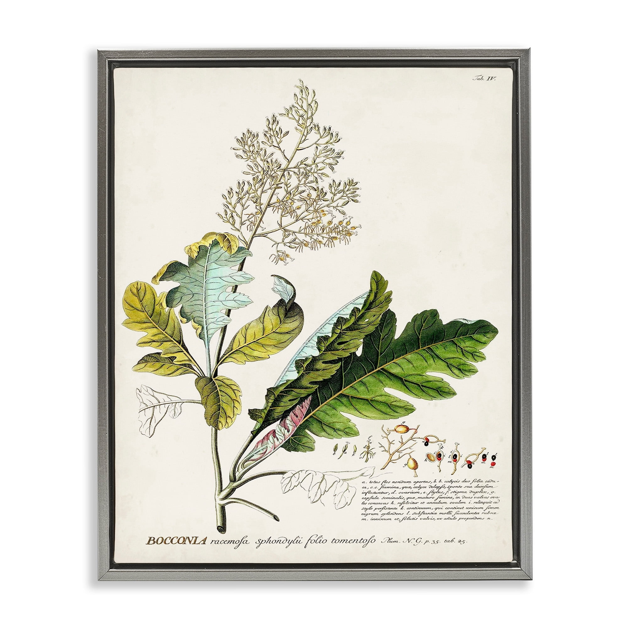 Stupell Industries Botanical Plant Illustration Leaves Vintage Design Luster Gray Framed Floating Canvas Wall Art, 24x30, by World Art Group