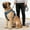 Blue, variant on Wuztai No Pull Dog Harness, Reflective Pet Vest Harness with Handle, Adjustable Breathable Mesh Dog Harness for Walking Training Control