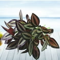 thumbnail image 1 of Raindrops 5Ud Plantas Ornamentales Artificiales Moradas Para Oficina Y Regalo Personalizado, 1 of 8